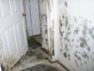 Mold Zevuloni Public Adjusters